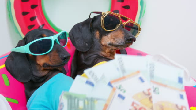 Fun Activities at Dog Resorts That Keep Your Pup Happy