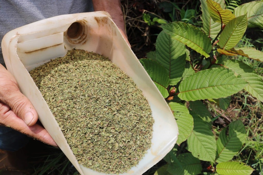 Everything You Need to Know About Smoking Kratom